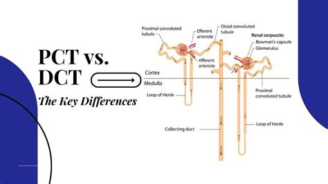 dcptg vélemények|What is DCPTG : r/DCPTG.